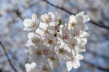 Güzel çiçekler, yakın görüş, doğa konsepti.