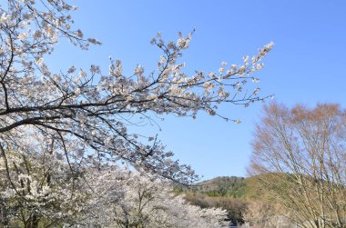 kiraz ağaçları doğa arka planı 