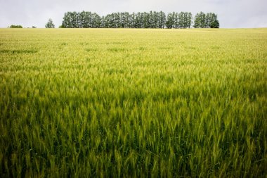 Yazın yeşil buğday tarlaları