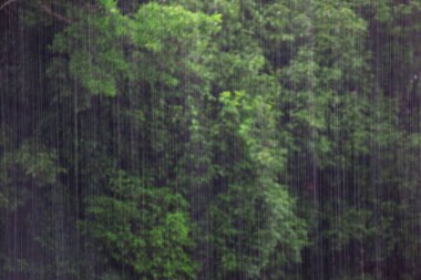 Ormandaki ağaçlara yağmur damlaları düşer