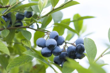 Bahçedeki taze yaban mersinleri dalları üzerinde
