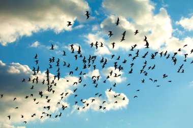 Mavi gökyüzünde bulutlarla uçan kuş sürüsü 