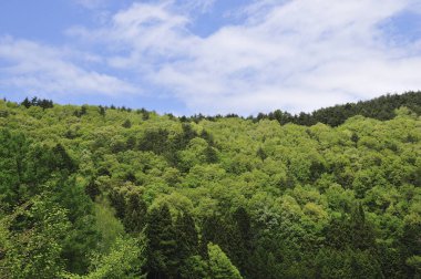 Dağlardaki bir tepede ağaçlar