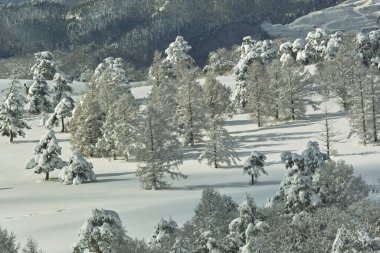 Güzel kar kaplı dağ ormanları