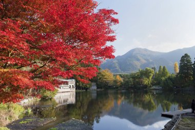 Japonya 'daki kırmızı akçaağaç sonbahar manzarası