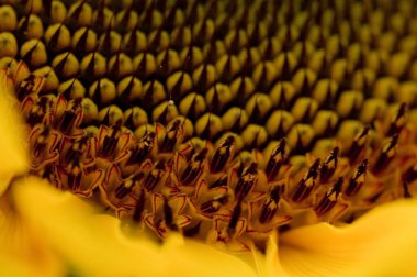 Güzel sarı ayçiçeği arka planı