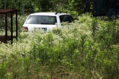 Uzun yeşil çimlere park edilmiş araba. 