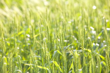 Yeşil buğday kulak alanında 