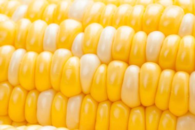 mısır arkaplan görünümünü kapat 