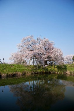 Japonya 'da kiraz çiçekleri, Tokyo