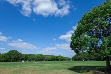 Gündüz vakti yeşil ağaçlı park