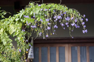 Güzel çiçekler, yakın görüş, doğa konsepti.