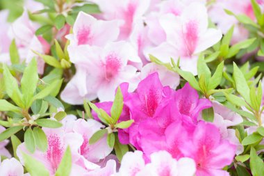 Güzel çiçekler, yakın görüş, doğa konsepti.