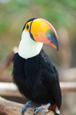 Yakından. Güzel, egzotik bir Tukan kuşunun fotoğrafı.