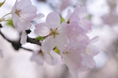 Bahçedeki bahar çiçekleri
