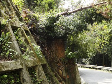 Yazın yeşil ağaçlarla ve ormanlarla dolu bir yol.