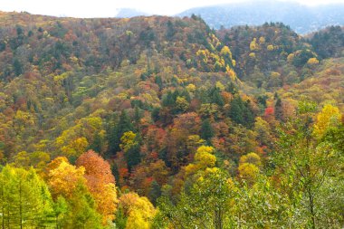 Renkli yaprakları ve ağaçları olan güzel sonbahar manzarası              