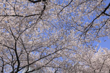 Çiçekleri ve mavi gökyüzü olan güzel ağaçlar.         