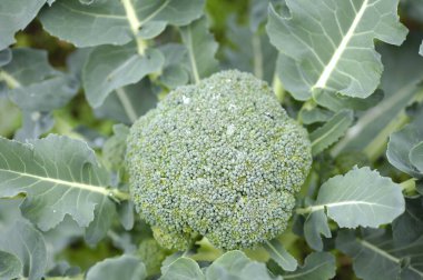 Sebze bahçesinde taze yeşil karnabahar.