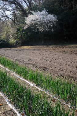 Doğanın güzel manzarası çiçek açan ağaçlar 