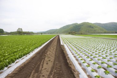 Arka planda beyaz bulutlar olan taze sebze tarlası
