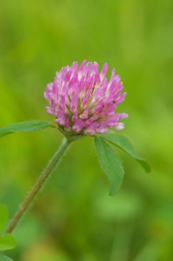 Bahçedeki güzel pembe çiçekler