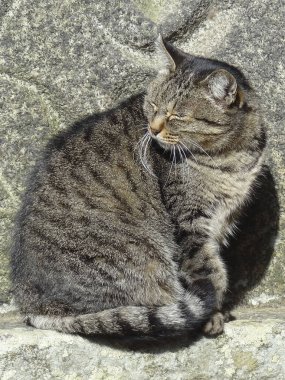 Kedi taşın üzerinde oturuyor..