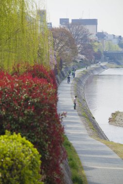 Japonya, Tokyo 'da ağaçlar ve kiraz çiçekleriyle dolu güzel bir parkta yürüyen insanlar.