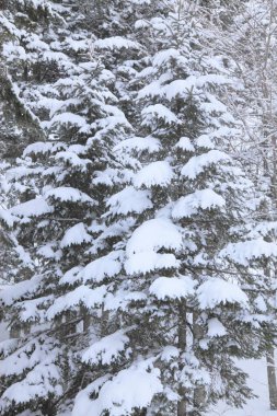 Kışın karla kaplı ağaçlar 