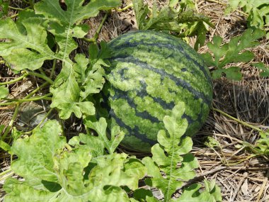 Çiftlikte yetişen taze karpuzun yakın çekimi.. 