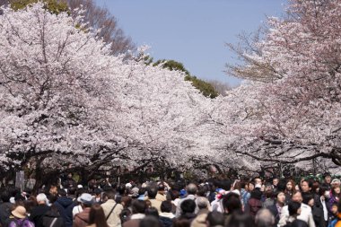 İnsanlar Tokyo, Japonya 'da kiraz çiçeklerine bakıyor.
