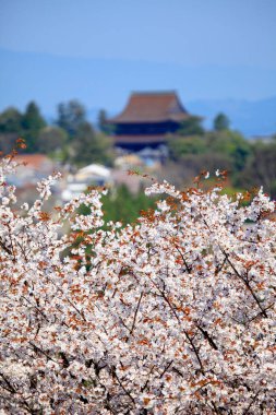 Japonya 'daki yeşil park tepelerinde çiçek açan sakura ağaçlarının manzaralı görüntüleri.