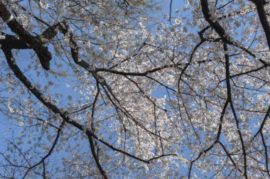 Bahar parkında çiçek açan ağaçların güzel manzarası                  