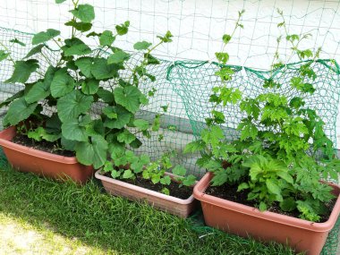 Bahçede yetişen yeşil bitkilerin güzel manzarası         