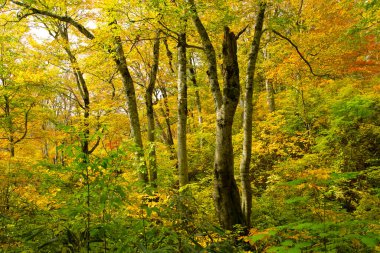 Renkli yaprakları ve ağaçları olan güzel sonbahar manzarası              