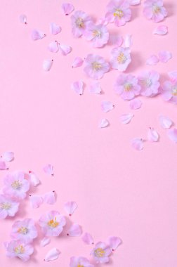 Pembe arka planda pembe kiraz çiçeği