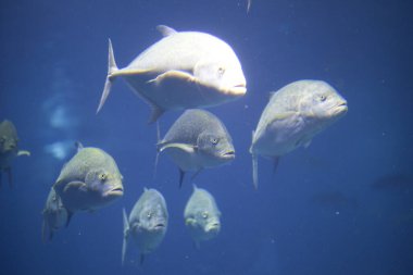 Akvaryumdaki güzel tropikal deniz balıklarının sualtı manzarası