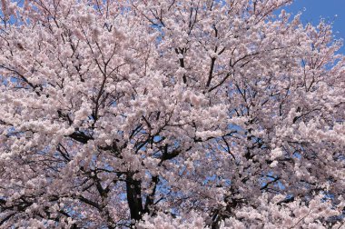 Gündüz kiraz çiçeği, arka plan görünümü 