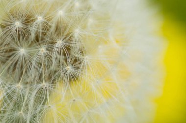 Yakın plan - bulanık arkaplan, doğal arka plan, makro karahindiba tohumları. güzel yumuşak odak.