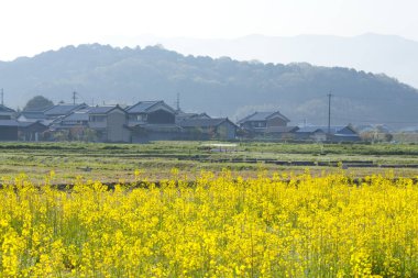Bir buğday tarlası ve küçük bir köyü olan güzel bir manzara.