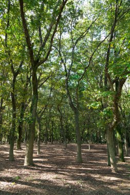 Gündüz vakti yeşil ağaçlı park