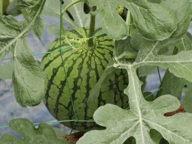 Yazın bahçede büyüyen karpuz manzarası.