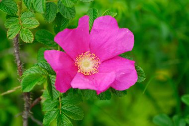 güzel pembe Gül yakın çekim
