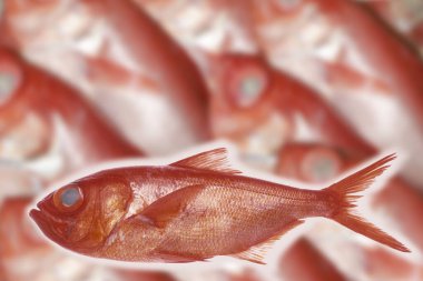 Kırmızı balık arkaplanı görünümü