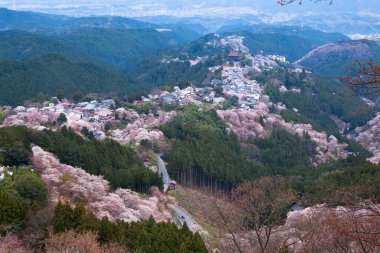 Japonya 'nın Nara kentindeki dağlarda çiçek açan güzel sakura ağaçlarının manzarası.