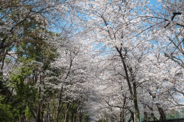 Bahar parkında çiçek açan ağaçların güzel manzarası                  