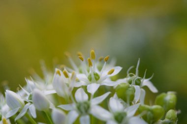 Güzel çiçekler, yakın görüş, doğa konsepti.