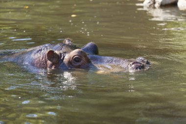 Suda dinlenen bir su aygırı, yakın plan.