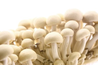 Beyaz arkaplanda shimoji mantarları