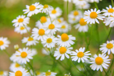 Bahçedeki güzel papatya çiçekleri, yakın plan.. 